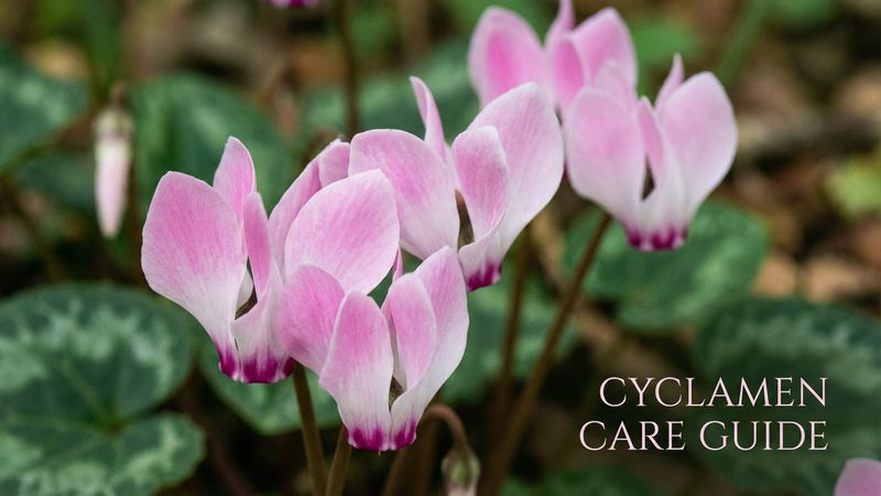 高清3D动漫仙客来养护视频